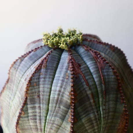ユーフォルビア  オベサ ♀    Euphorbia obesa   no.40717