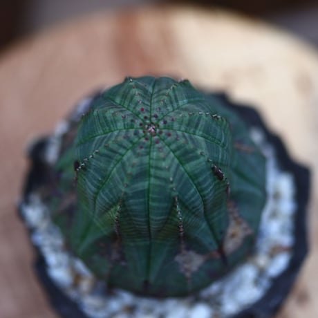ユーフォルビア  オベサ／Euphorbia obesa    no.102427