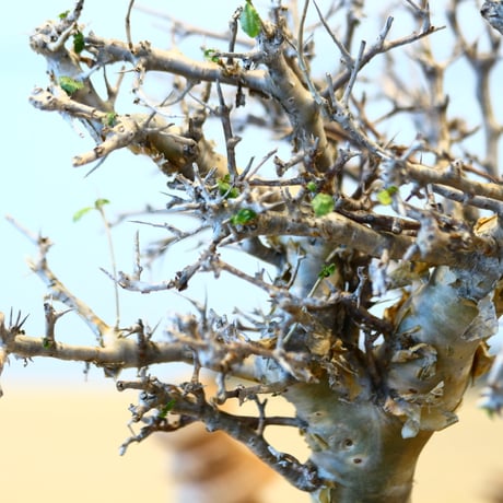 Commiphora wightii × N/OH   no.20423