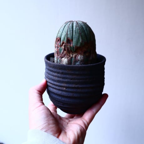 ユーフォルビア  オベサ   Euphorbia obesa   no.20308