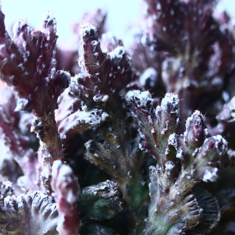モンビレア 残雪の峰    Monvillea spegazzinii f. crist.   no.42692