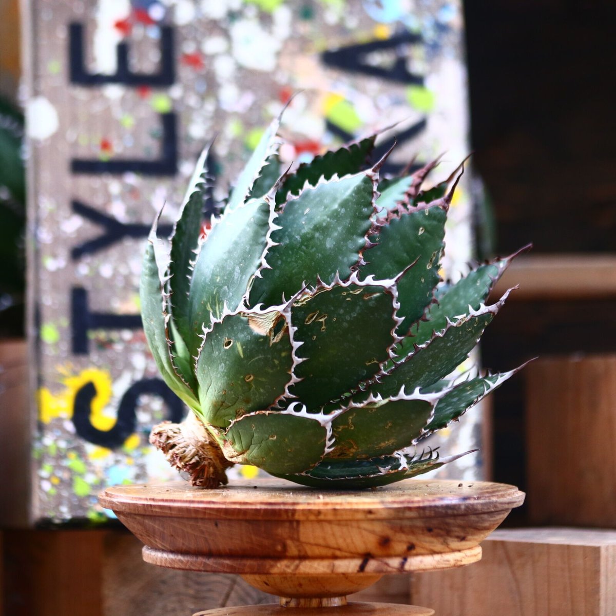 アガベ ホリダ／Agave horrida no.10338 | 芽の巣山