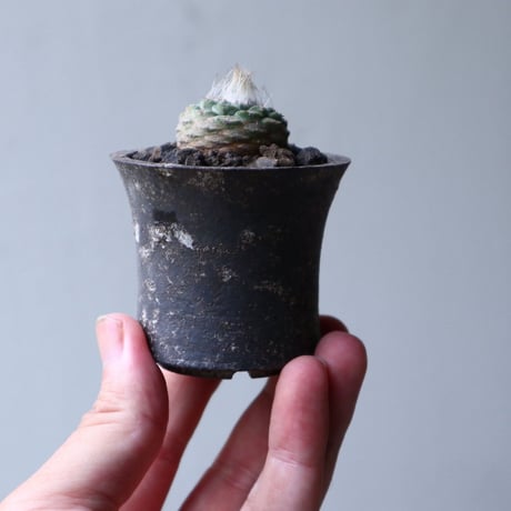 ストロンボカクタス  ディシフォルミス   菊水   Strombocactus disciformis no.90132