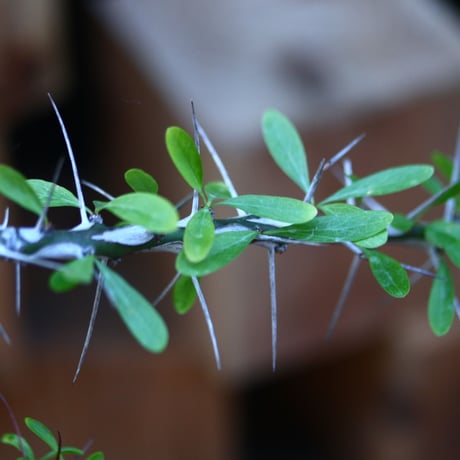 フォークイエリア hyb.／ Fouquieria hyb. （purpusii × fasciculata ） no.120566