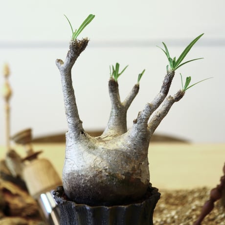 パキポディウム  グラキリス / Pachypodium  gracilius   no.52105