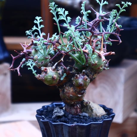 ペラルゴニウム  クリズミフォリウム／Pelargonium crithmifolium    no.53014
