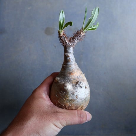 パキポディウム グラキリス   Pachypodium rosulatum var. gracilius no.110336