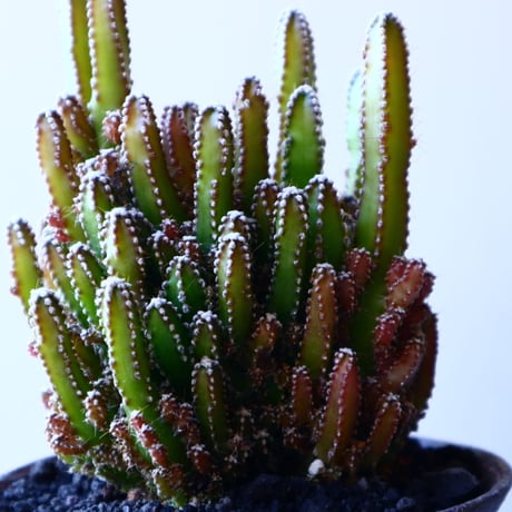 セレウス   ペルビアナス  Cereus peruvianus f. 'spiralis'　 no.11927