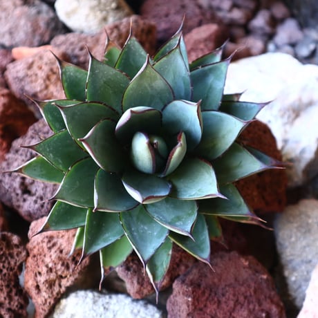 アガベ　ブルーグロー Agave 'Blue Glow'   no.30807
