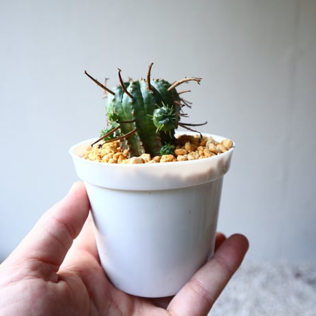 ユーフォルビア  バリダ    Euphorbia valida   no.102825