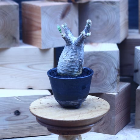 パキポディウム  グラキリス   Pachypodium  gracilius       no.31412
