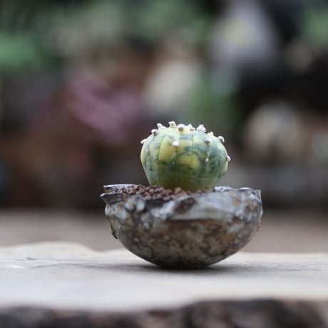 アストロフィツム  兜錦／Astrophytum asterias f. variegata  no.103001
