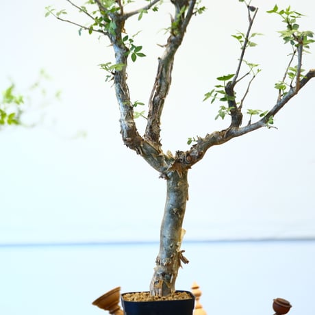 ブルセラ ファガロイデス / Bursera fagaroides   no.62514