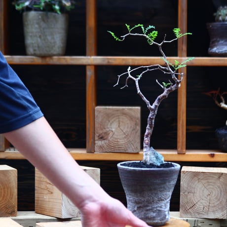 コミフォラ モンストローサ   Commiphora monstrosa   no.82229