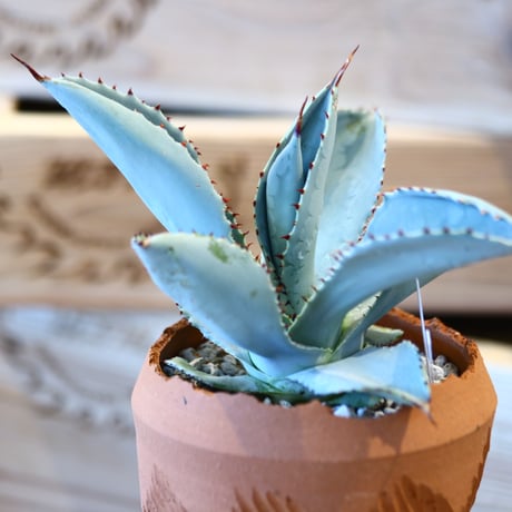 Agave Dragon Toes × N/OH　no. 107122
