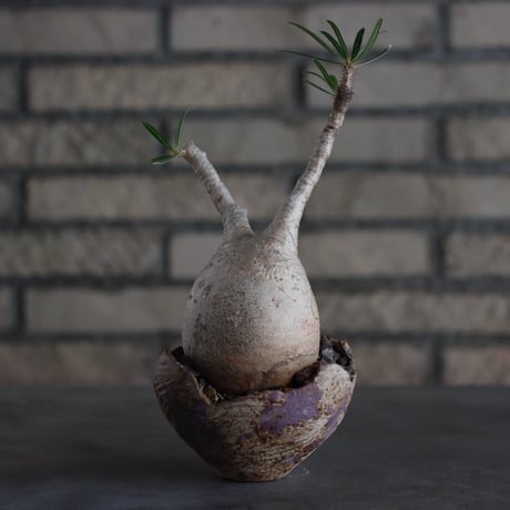 Pachypodium gracilius × takero pot (3.5号)  no.817-5