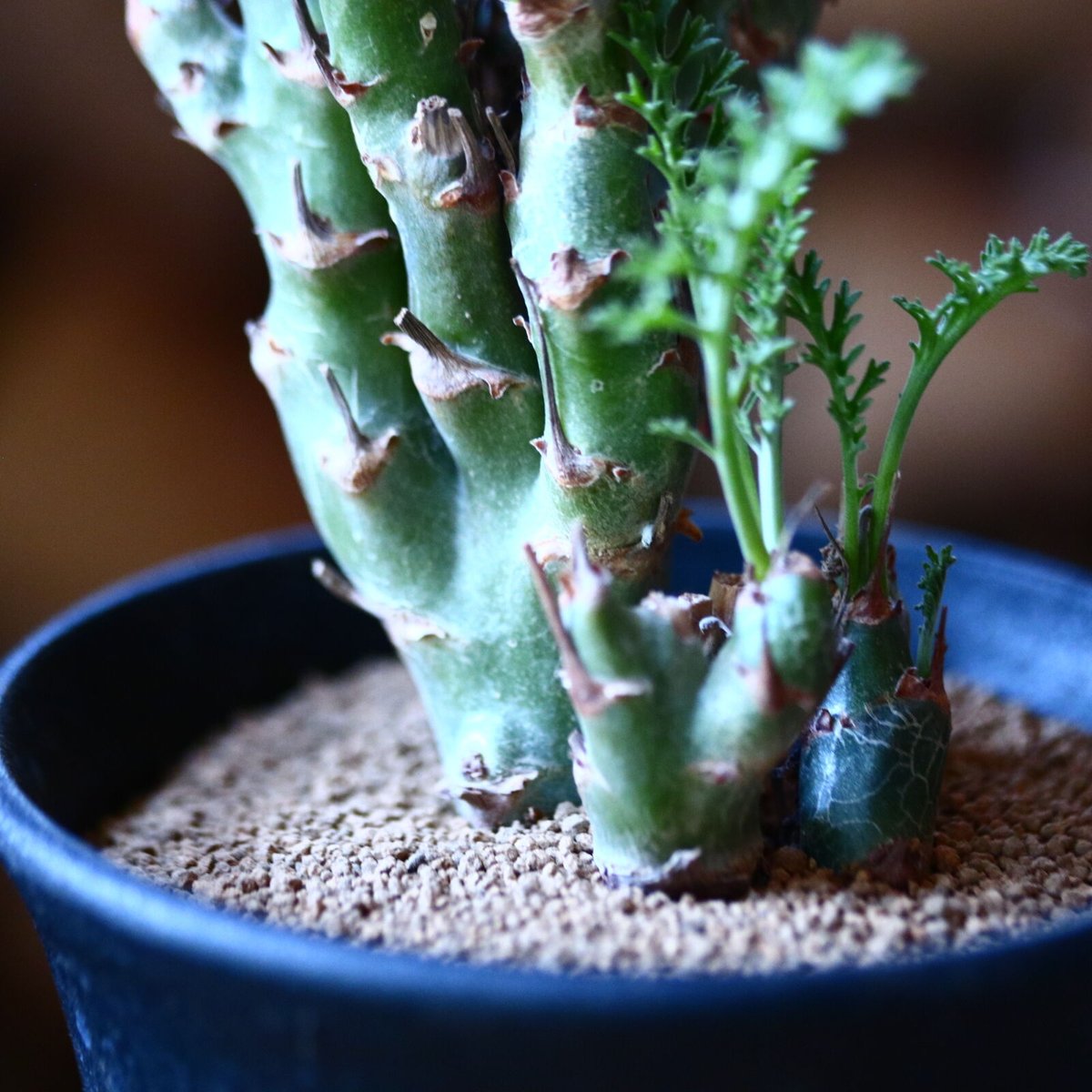 ペラルゴニウム　カルノーサム ペラルゴニウム・カルノーサム（Pelargonium carnosum）の育て方、栽培