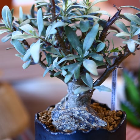 N/OH × Othonna quercifolia  no.111922