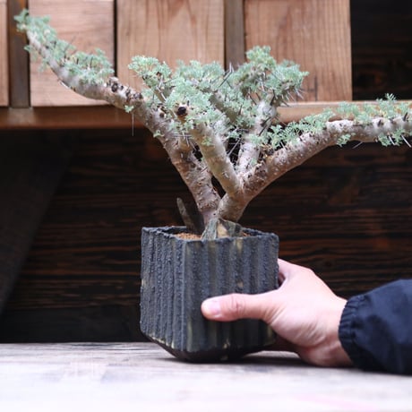 サルコカウロン ヘレー／Sarcocaulon herrei    no.20592