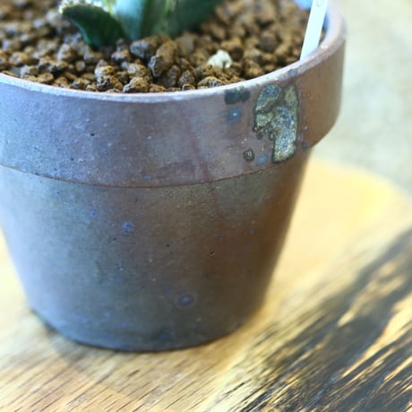 YAMABACHI ver. takero pot × Agave titanota "Filigree crested  no.102244