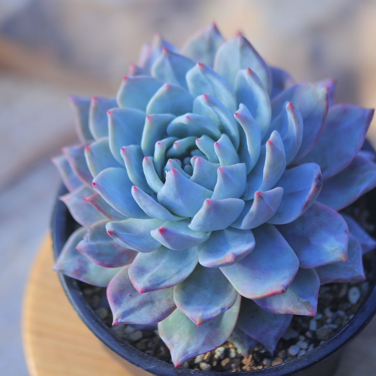 エケベリア　ブルーバード❣️大苗　極美苗 エケベリア ブルーバード Echeveria 'Blue Bird' no.2073