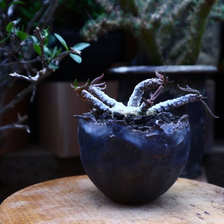 ユーフォルビア キリンドフォリア／Euphorbia cylindrifolia   no.60614