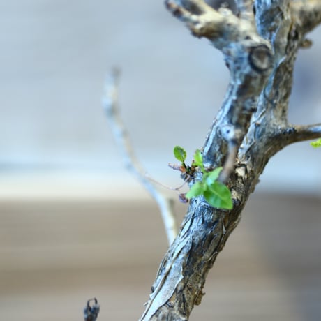 Bursera fagaroides × YAMABACHI   no.107105