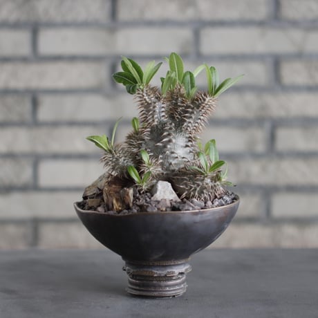 CATEGORY Caudex | 芽の巣山