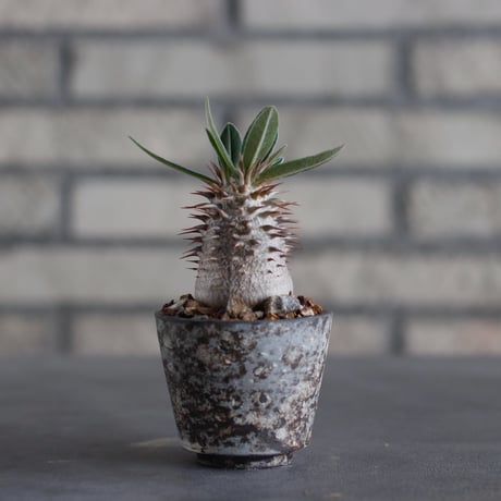 Pachypodium densiforum  × takero pot (2号)  no.817-60
