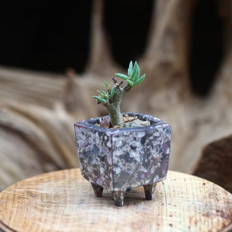 チレコドン  ブッコルジアヌス / Tylecodon  buchholzianus    no.50337②