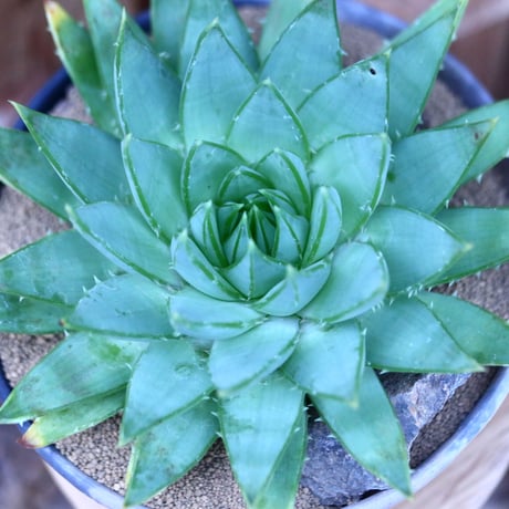 アロエ   ポリフィラ    Aloe polyphylla  no.13082