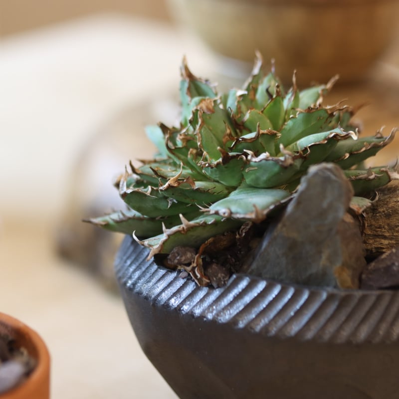 【初回売り出しより半額SALE】Agavetitanota\"フィリグリー\"ミクロ 🌿Agave titanota 'Filigree' ① 約8ヶ月前に、このフィリグリーを丸く
