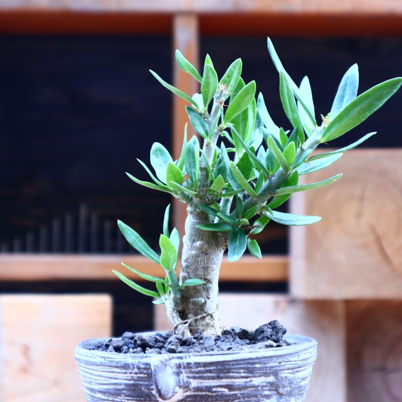 パキポディウム ビスピノーサム 実生／Pachypodium bispinosum n