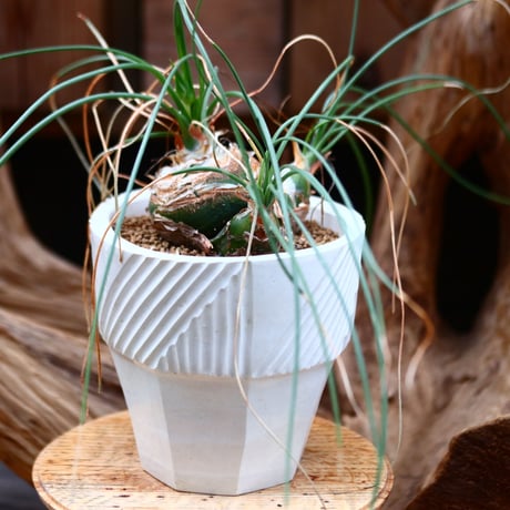 アルブカ sp. / Albuca sp.  no.22685