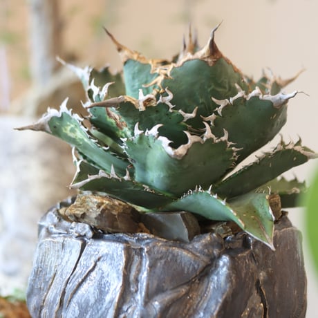 Agave titanota solareclipse × Yuya Morikawa  no.82505
