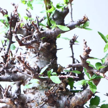 コミフォラ　エミニー　 Commiphora eminii　no.72125