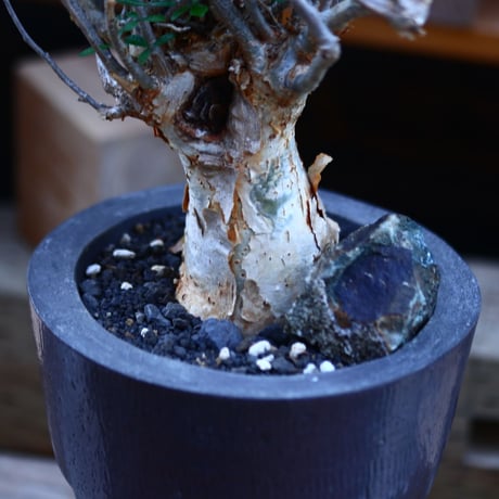 コミフォラ フンベルティ／commiphora humbertii   no.82913