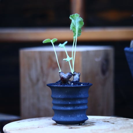 ペラルゴニム  ミラビレ／Pelargonium mirabile  　no.122624