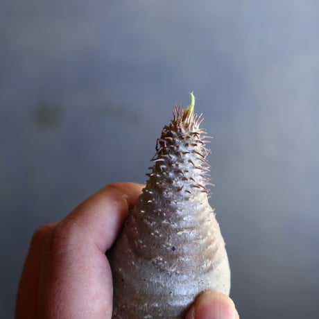 パキポディウム グラキリス 抜苗  Pachypodium rosulatum var. gracilius no.100618
