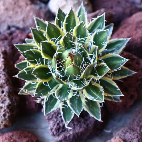アガベ    シジゲラ　Agave filifera ssp. Schidigera    no.30843