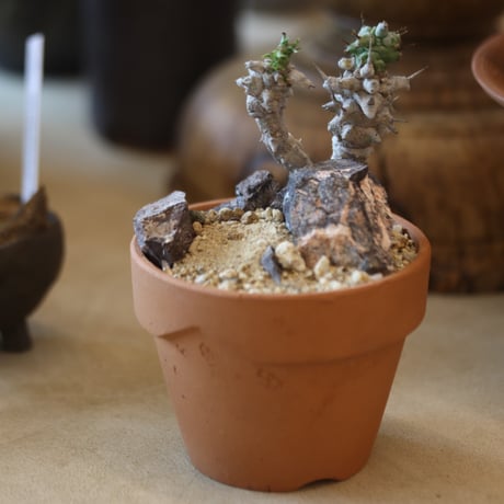 Euphorbia horrida f. monstruosa × YAMABACHI  no.117-35