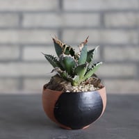 Agave titanota"Red Catweezle” × N/OH (3.5号)  no.523/16