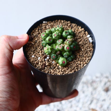 マミラリア ボカサナフレッド  Mammillaria bocasana cv. Fred  no.1116-1