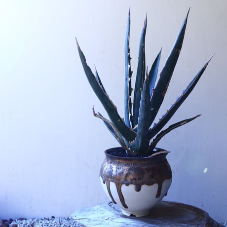 アガベ 　キシロナカンサ　ソードフィッシュ    Agave   xylonacantha   swordfish   no.11232