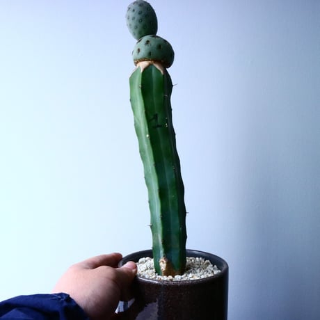 テフロカクタス    ゲオメトリクス   Tephrocactus geometricus  No.030