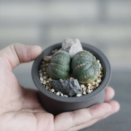 Euphorbia obesa  × takero pot (2.5号)  no.419/83