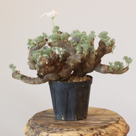Monsonia multifida  no.921-15