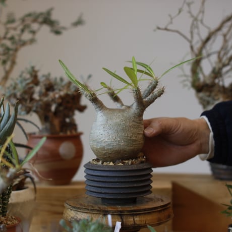 Pachypodium gracilius × PEMONE (3.5号)  no.104/5