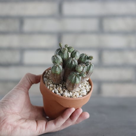 Euphorbia obesa blow (オベサブロウ) / T.W. × YAMABACHI (3号) no.329/11
