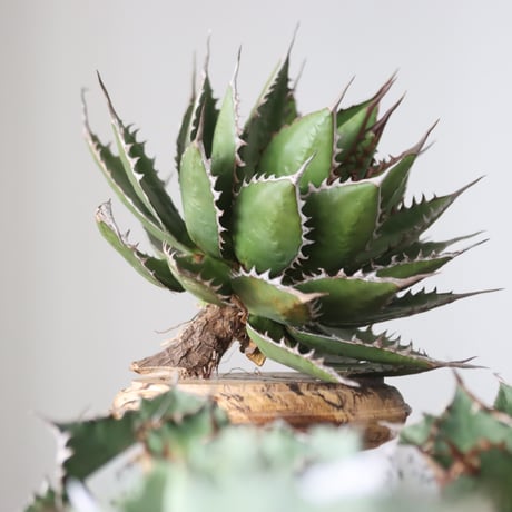 Agave horrida / Style of Chika　no.42178